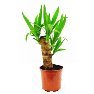 Juka - Yucca