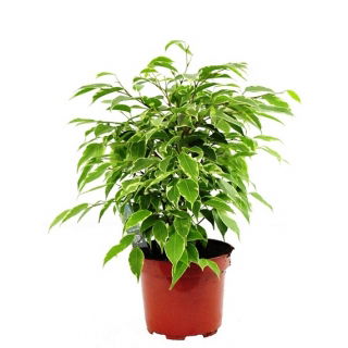 Fikus (Figowiec) benjamiński - Ficus benjamina kinky