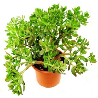 Grubosz, Drzewko Szczęścia - Crassula (duży)