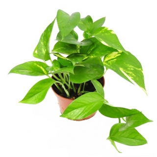 Epipremnum złote (Scindapsus aurea, Rhaphidiophora)