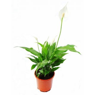 Skrzydłokwiat - Spathiphyllum