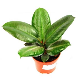Fikus (Figowiec) sprężysty - Ficus elastica robusta