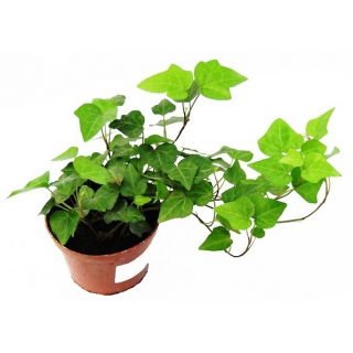 Hedera, Bluszcz