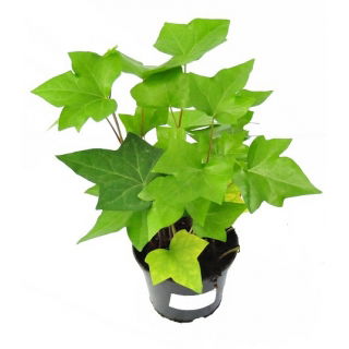 Hedera wielkolistna, Bluszcz
