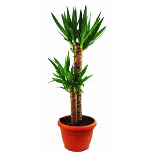 Juka - Yucca (podwójna)