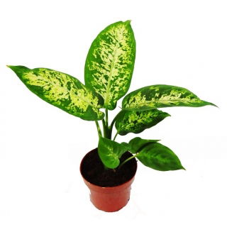 Diffenbachia mix - Dieffenbachia