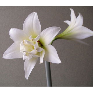 Hipeastrum - Amarylis - Jewel