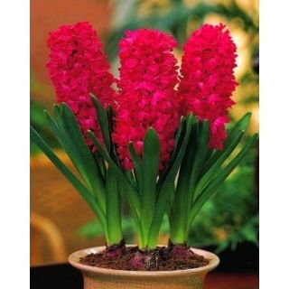 Hiacynt doniczkowy Jan Bos - op. 3 szt.