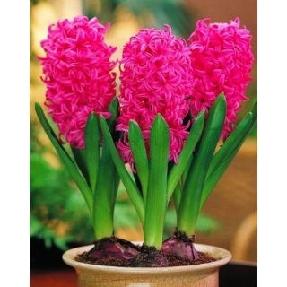 Hiacynt doniczkowy Pink Pearl - op. 3 szt.