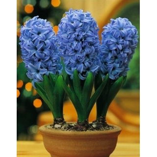 Hiacynt doniczkowy Delf Blue - op. 3 szt.