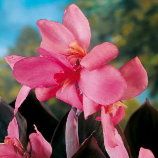 Kanna - Shining Pink