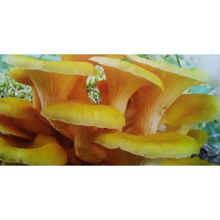 Boczniak cytrynowy