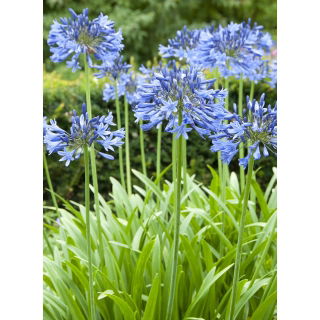 Agapant niebieski - Agapanthus Blue