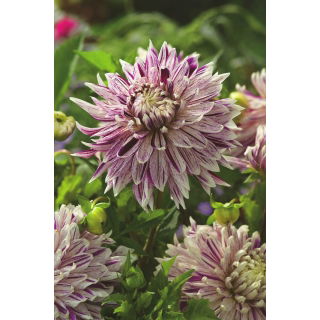 Dalia - Avignon - kwiaty XL