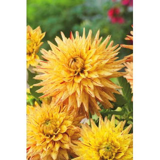 Dalia - Hy Pimento