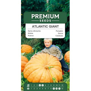 Dynia olbrzymia Atlantic Giant - gigantyczne owoce, nawet 300kg