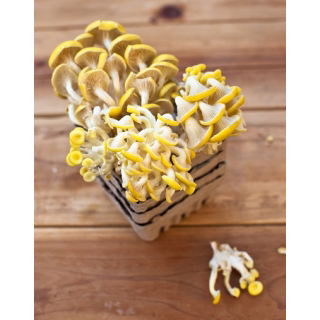 Boczniak cytrynowy do uprawy w domu i ogrodzie - 1 kg