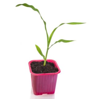 Doniczka kwadratowa 6x6 cm - różowa - 30 szt.