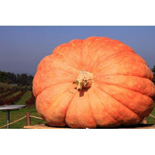 Dynia olbrzymia Atlantic Giant - gigantyczne owoce, nawet 300kg