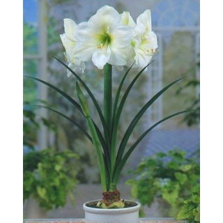 Hipeastrum - Amarylis - Mont Blanc