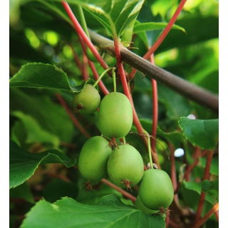 Aktinidia ostrolistna, Kiwi - Issai - sadzonka