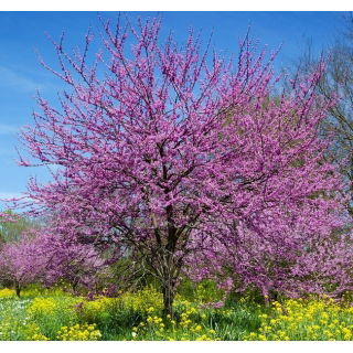 Judaszowiec południowy – kwiaty wyrastają wprost z pnia!