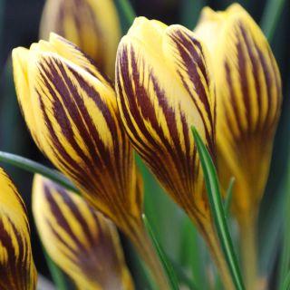 Krokus Gipsy Girl - 10 szt.