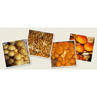 Łuskwiak nameko gotowy zestaw do uprawy w domu - 1 kg