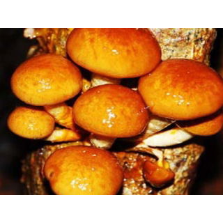 Łuskwiak nameko
