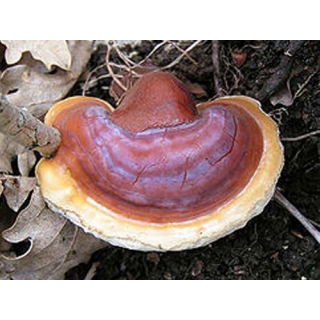 Lakownica lśniąca, lakownica żółtawa - Reishi