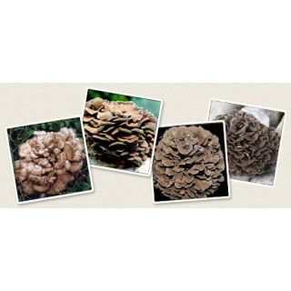 Żagwica listkowata - Maitake