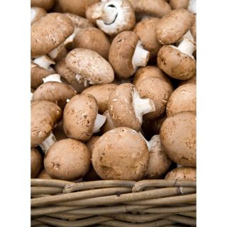 Pieczarka brązowa do uprawy w domu i ogrodzie - 10 kg