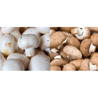 Pieczarka biała i brązowa do uprawy w domu i ogrodzie - 2 w 1 - 10 kg