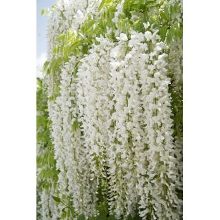Wisteria biała - Glicynia chińska, Słodin - najpiękniejsze pnącze świata - sadzonka