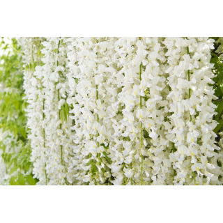 Wisteria biała - Glicynia chińska, Słodin - najpiękniejsze pnącze świata - sadzonka