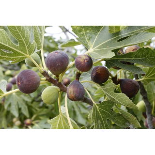 Figowiec właściwy, Figa - Ficus Brown Turkey - samopylny - sadzonka