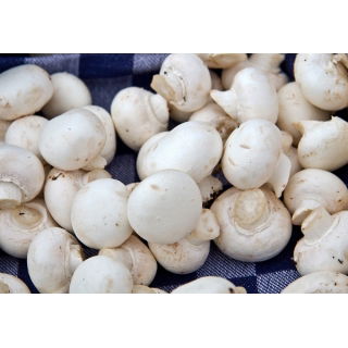 Pieczarka biała do uprawy w domu i ogrodzie - 10 kg