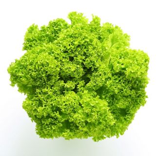Sałata Lollo Bionda - liściowa karbowana