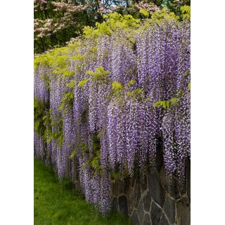 Wisteria niebiesko-fioletowa - Glicynia chińska, Słodin - najpiękniejsze pnącze świata - sadzonka