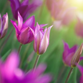 Tulipan Maytime - 5 szt.