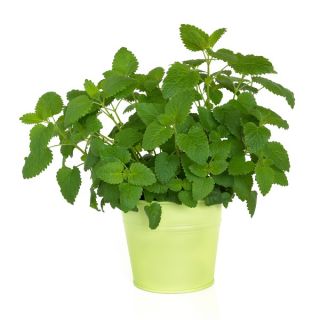 Melisa cytrynowa - aromatyczna nowość!