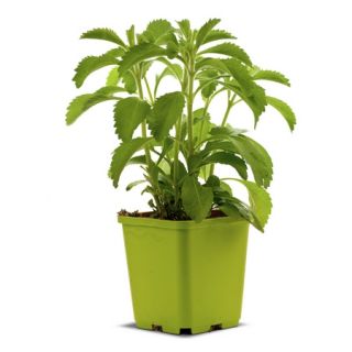 Stewia (Stevia) - naturalny słodzik - sadzonka