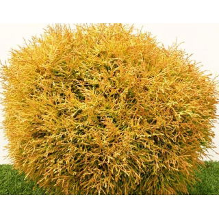 Thuja, Tuja, Żywotnik - Golden Tuffet - sadzonka