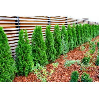 Thuja, Tuja, Żywotnik - Brabant - sadzonka - 20 - 30 cm