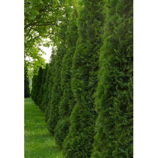 Thuja, Tuja, Żywotnik - Brabant - sadzonka - 20 - 30 cm