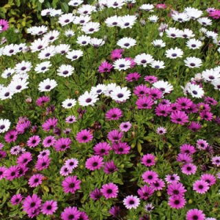 Osteospermum - mieszanka