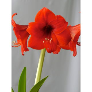 Hipeastrum - Amarylis - Red Lion