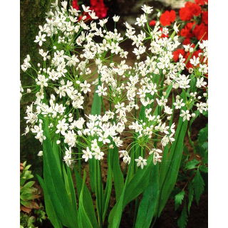 Czosnek neapolitański - Allium neapolitanum - 20 szt.