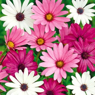 Osteospermum - mieszanka