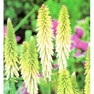 Kniphofia biała - 1 szt.